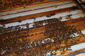 beekeeping Alberta Canada Summit Gardens Honey Farms honey bees