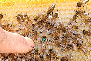 beekeeping Alberta Canada queen bee honey bees
