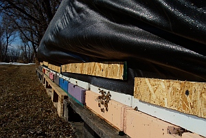 beekeeping Alberta Canada Summit Gardens Honey Farms honey bees