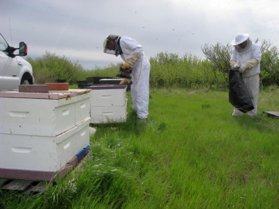 beekeeping Alberta Canada Summit Gardens Honey Farms honey bees