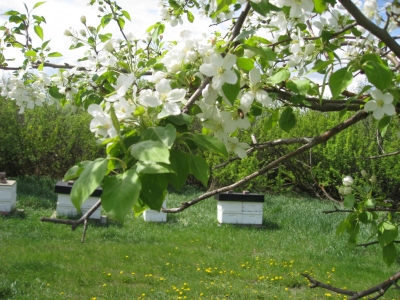 beekeeping apple blossom honey bees