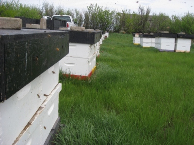 beekeeping hives Alberta Canada Summit Gardens Honey Farms honey bees