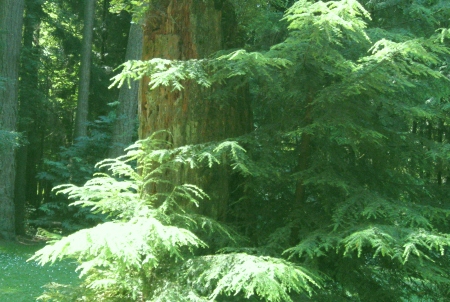 British Columbia Canada rainforest