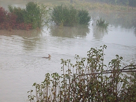 Croatia flood Odra River September 2010