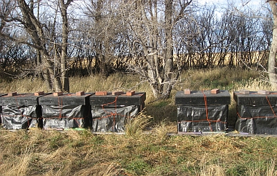 bees beekeeping hives wrapped for winter apiary Summit Gardens
