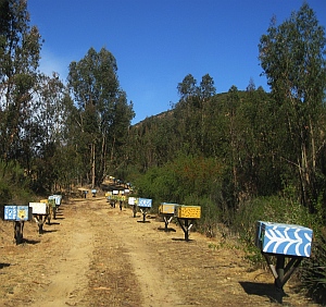 beekeeping Chile hive honey bees
