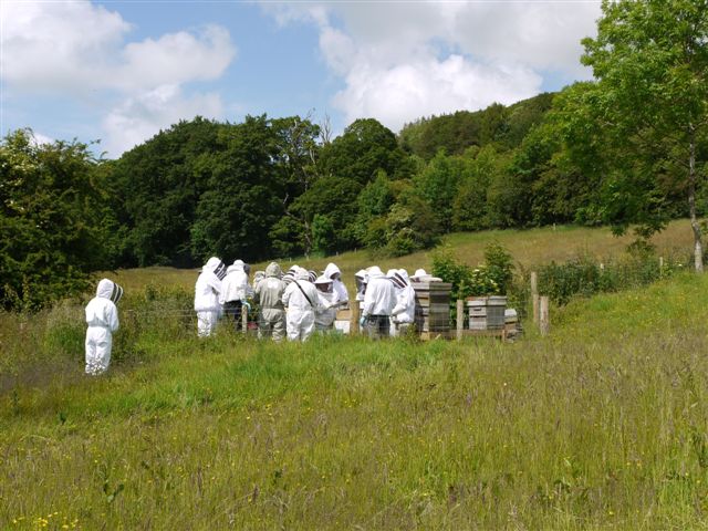 Bee Sanctuary Cumbria