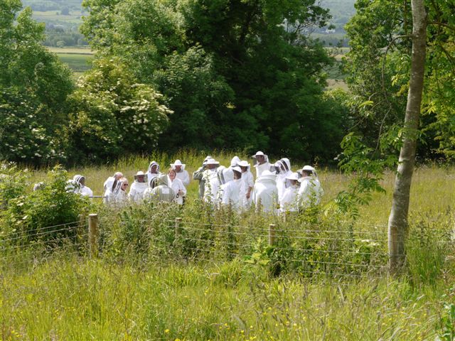 Bee Sanctuary Cumbria