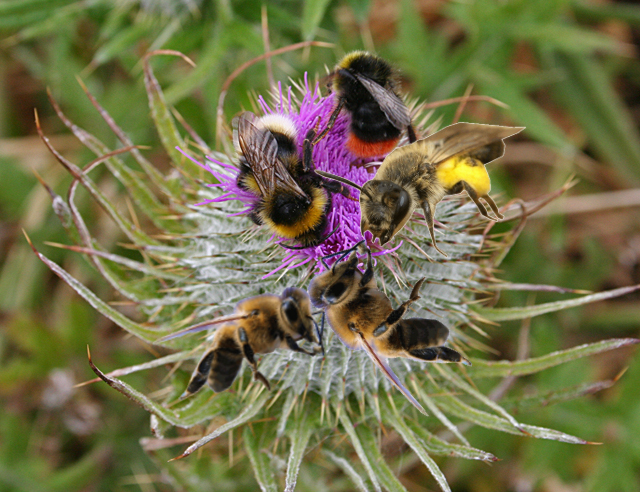 wild bees