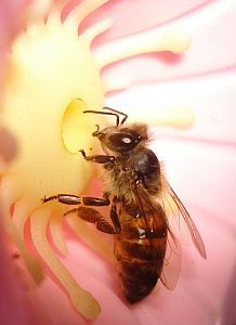 honey bee on artificial flower