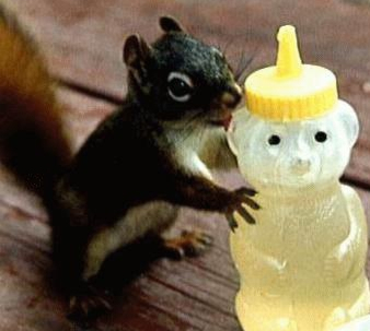 honey bear squirrel picnic