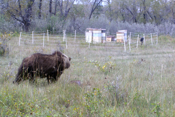 Alberta bees beehives animals bears grizzly beekeeping mountains