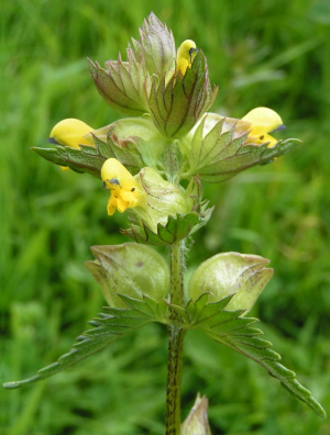 yellow rattle flowers and bees