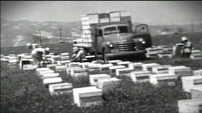The Last Beekeeper