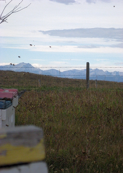 bees beekeeping foothills apiary Canada Rocky Mountains Summit Gardens