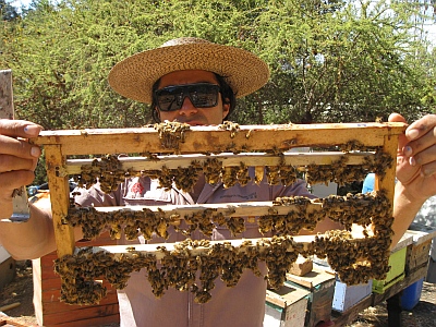 beekeeping Chile Ron Miksha honey bees