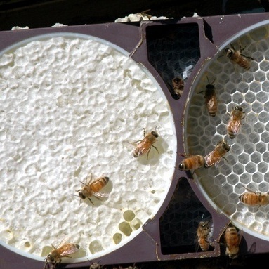 beekeeping comb honey bees
