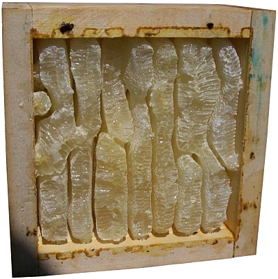alberta honey warre hive comb super