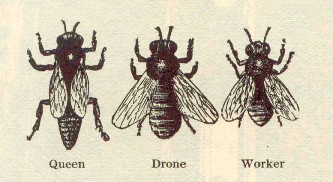 beekeeping antique worker queen drone honey bees